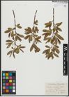 Foto von Salix alba L. x Salix fragilis L.